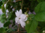 Jasmin d'Arabie (Jasminum sambac variété “Pucelle d'Orléans”), Sayada, Tunisie