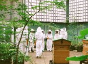 Visite du rucher de l'IMA